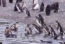 Catamaran Voyage to Penguin Is. & Est. Harberton